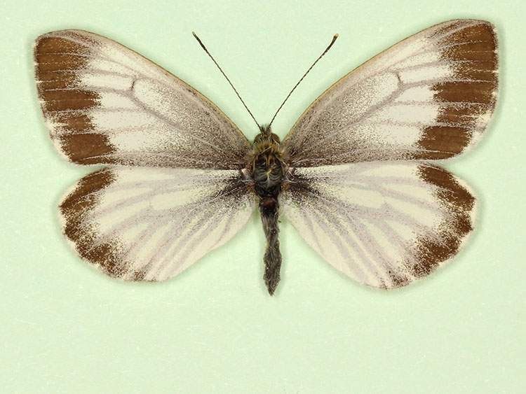 Pieris napi male (aberrant form funebris 8) (Internet Image property of respective owner, non-commercial use only)